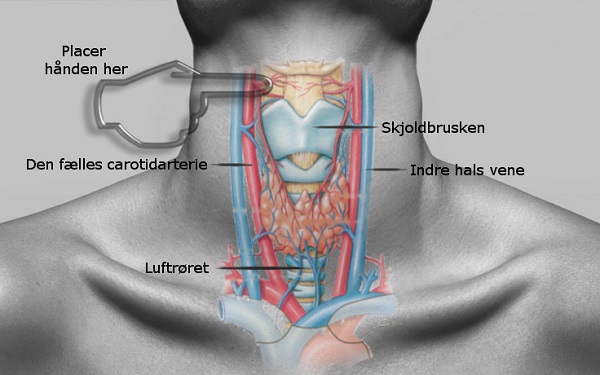 Halsens anatomi