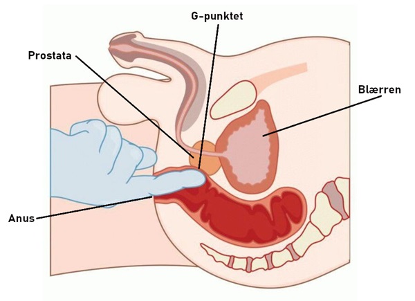 Illustration over mandens G-punkt