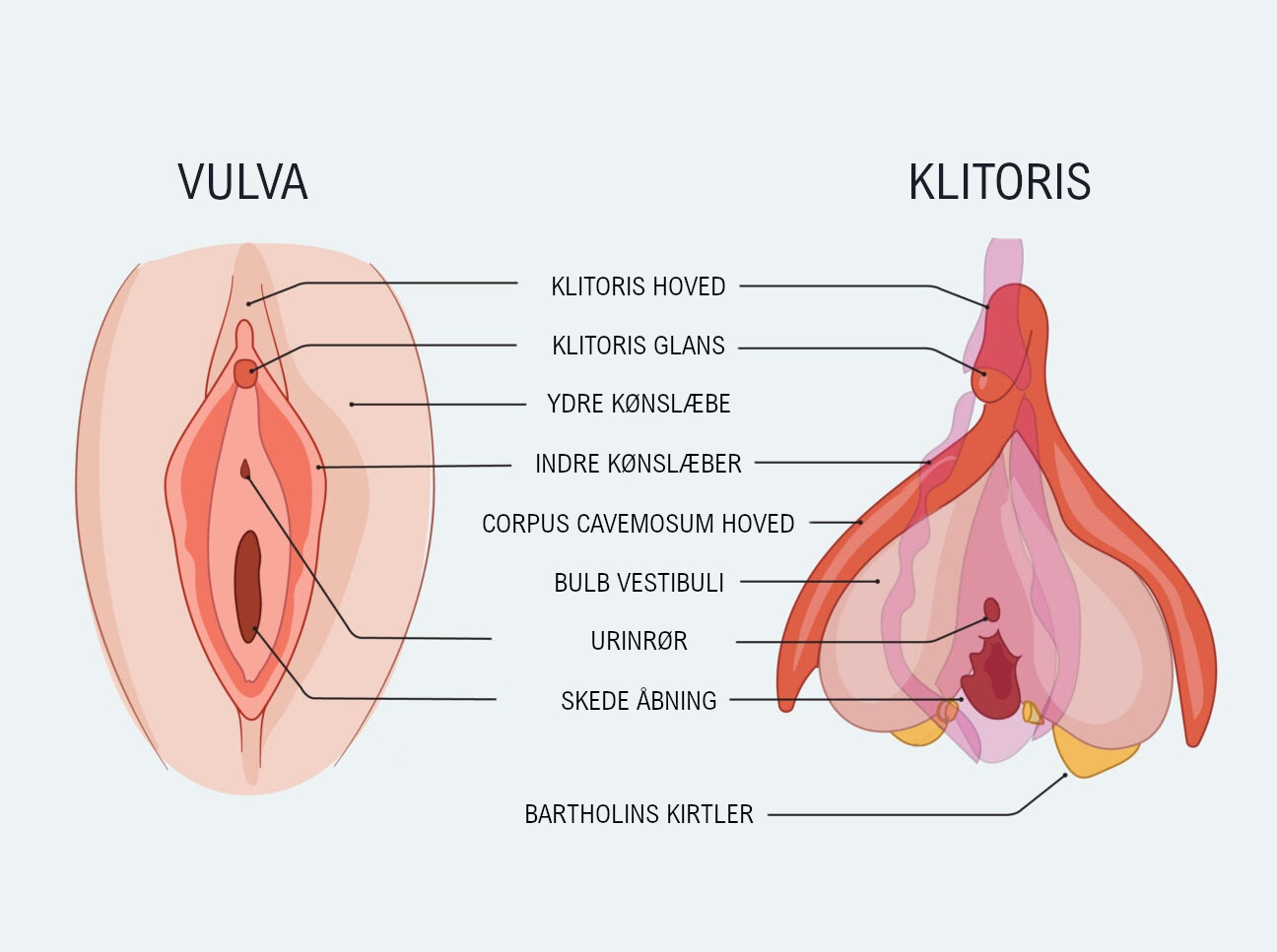 Vulva og Klitoris anatomien